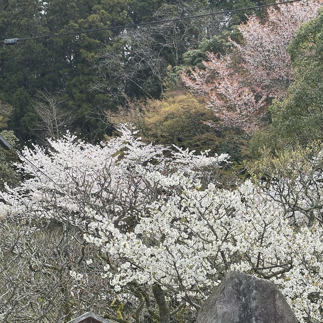 九州國立博物館（Kyushu National Museum）