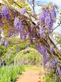 淡水｜紫色浪漫來襲 紫藤花園日本紫藤賞花期只有兩周