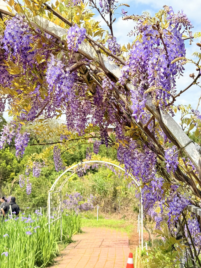 淡水｜紫色浪漫來襲 紫藤花園日本紫藤賞花期只有兩周