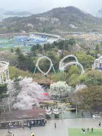 遊園地でお花見🌸⁉️ 大邱 Eワールドの魅力✨💗