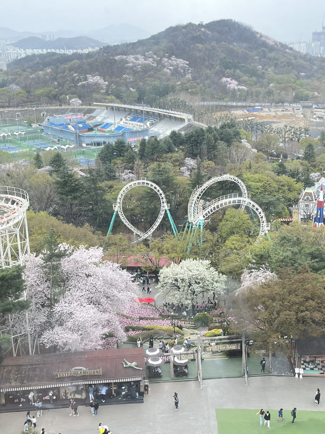 遊園地でお花見🌸⁉️ 大邱 Eワールドの魅力✨💗 遊園地でお花見🌸⁉️ 大邱 Eワールドの魅力✨💗