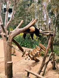 Panda Serenity at Everland🐼