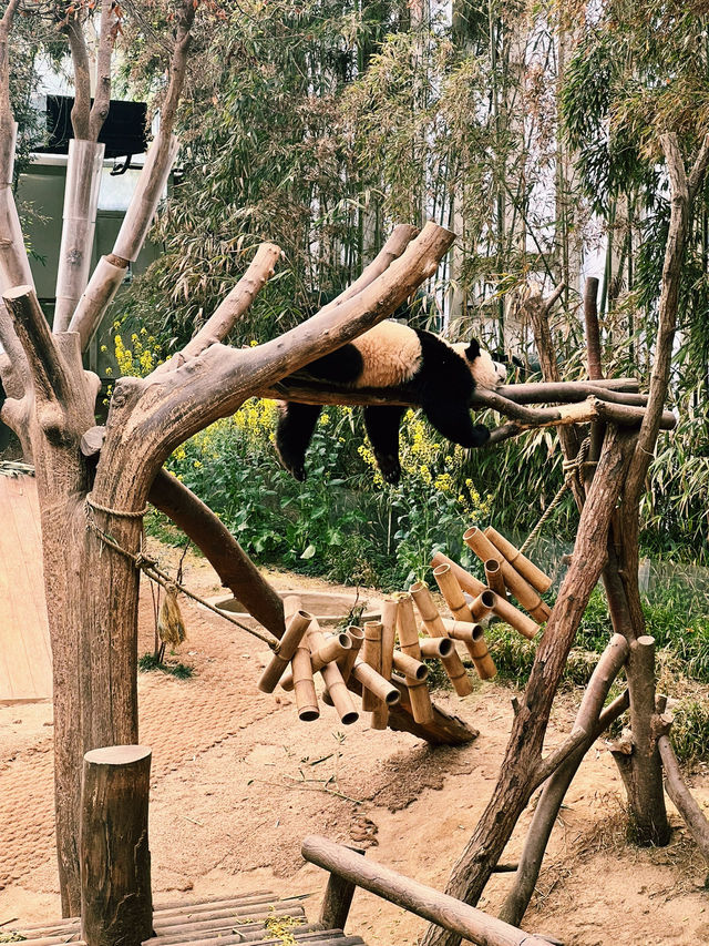 Panda Serenity at Everland🐼