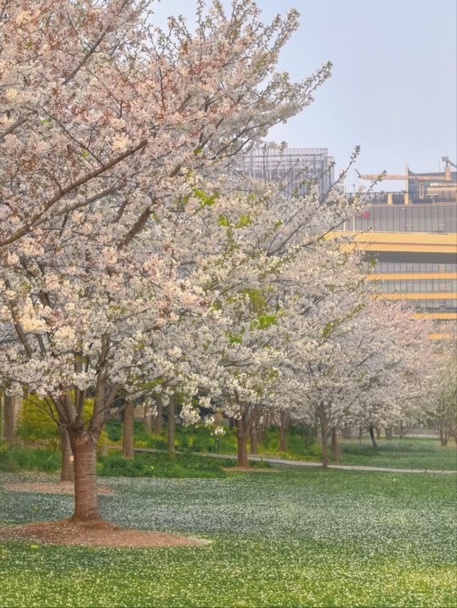 Shanghai’s Newest & Most Futuristic Sakura Destination