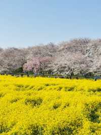 【幸手】権現堂桜まつり20250405