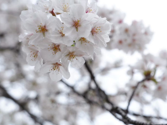 【大阪城｜桜に包まれる春の名所！お城×お花見の最強コンボ🌸🏯】