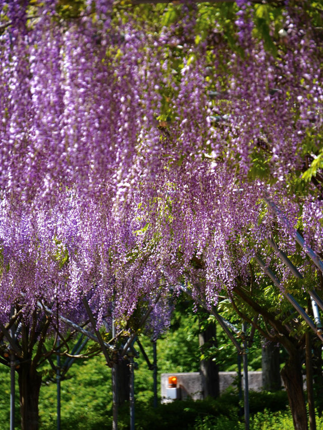 【茨城×茨城フラワーパーク】四季の花々が楽しめる体験型フラワーパーク