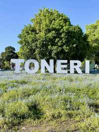 Spring Outing at Toneri Park – A Sea of Nemophila 🌸💙
