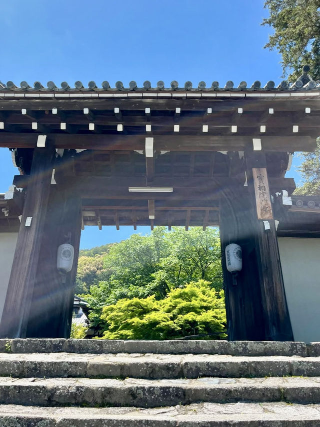 Spring Visit to Jissoin Monzeki: A Peaceful Escape with Blue Maple Leaves