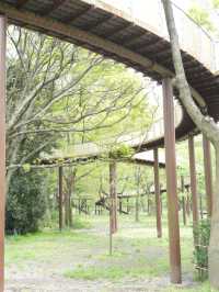 【愛知×木曽三川公園】モッコウバラの人気映えスポット！