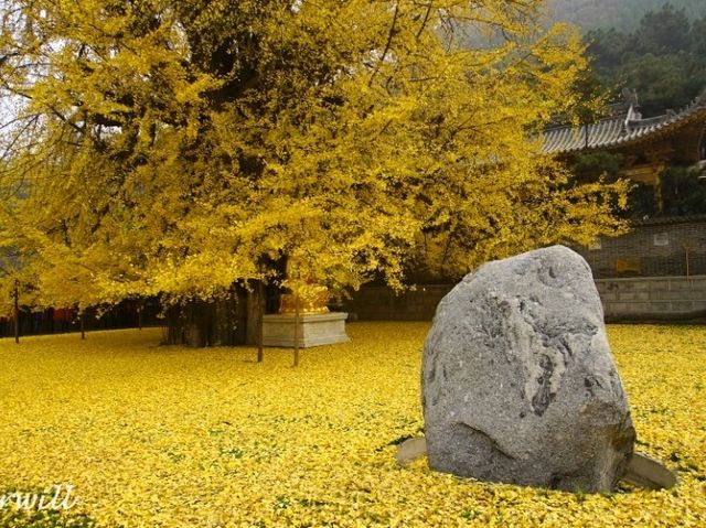 【中国】圧巻の千年銀杏！西安郊外の「古観音禅寺」