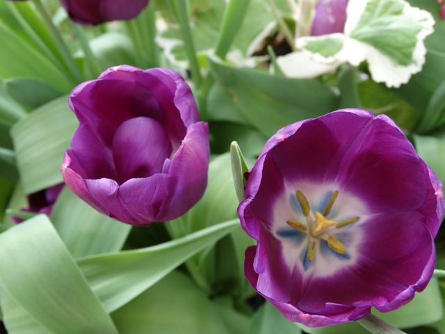 Spring in Bloom: Up Close at the Palm House, Belfast
