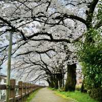💖比謝川~櫻花河畔🌸