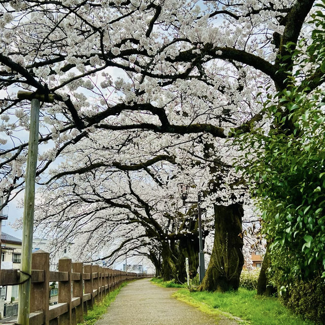💖比謝川~櫻花河畔🌸