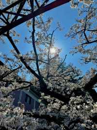 Chasing the Last Cherry Blooms in Alishan