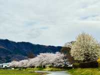 長野県松代の桜