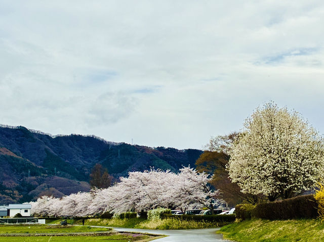 長野県松代の桜