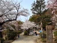 大阪近郊賞櫻，親子最愛的五月山公園