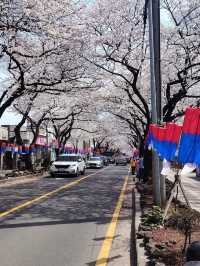 “Jeju in Bloom: A Pink Paradise Awakened”