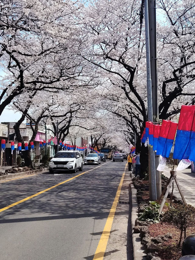 “Jeju in Bloom: A Pink Paradise Awakened”