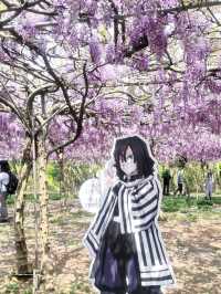 紫藤花開