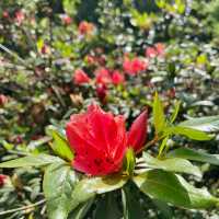 一抹山林紅：獅仔頭山春日金毛杜鵑花季
