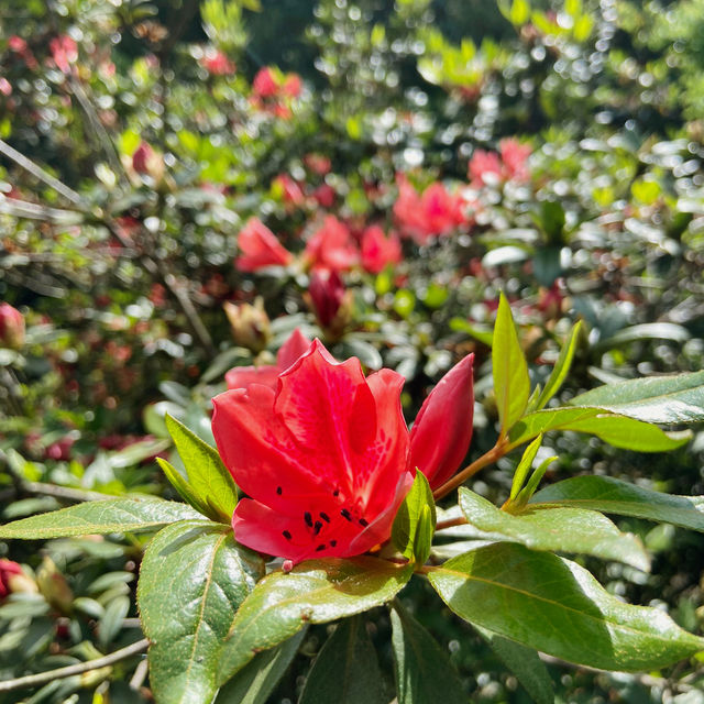 一抹山林紅：獅仔頭山春日金毛杜鵑花季