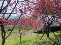 🌸** 中科崴立櫻花公園不僅擁有自然美景**🌸