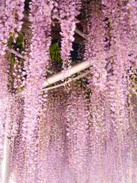 【栃木】一生に一度は見てみたかった藤の絶景スポット
