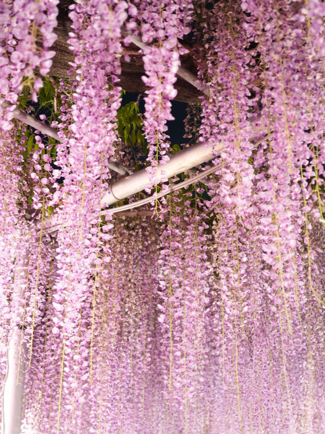 【栃木】一生に一度は見てみたかった藤の絶景スポット
