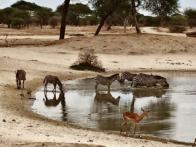 Tarangire 國家公園｜坦尚尼亞經典野生動物天堂