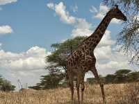 Serengeti Main Gate｜塞倫蓋提主入口｜坦尚尼亞