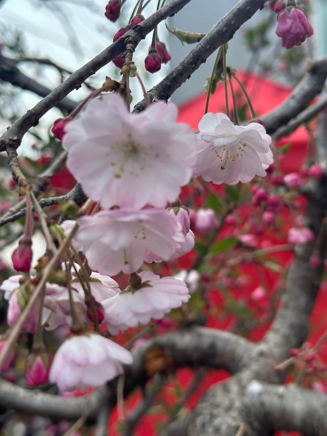 Chasing Cherry Blossoms Through Busan Streets