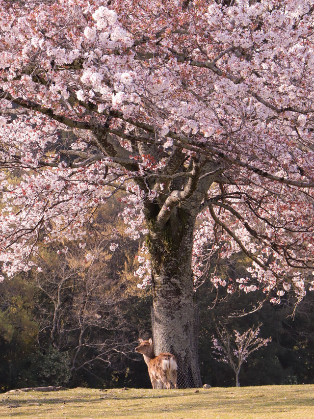 大阪・京都から1 Day Trip🌸🦌