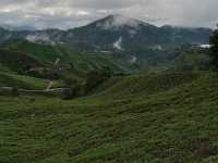 Cameron Highlands trek