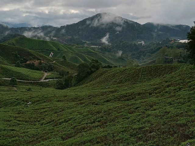 Cameron Highlands trek