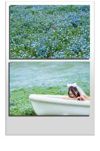 Experience with Nemophila and Double Cherry Blossoms at Showakinen Park, Tachikawa