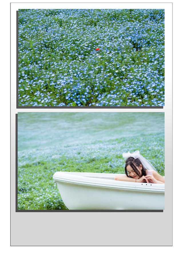 Experience with Nemophila and Double Cherry Blossoms at Showakinen Park, Tachikawa