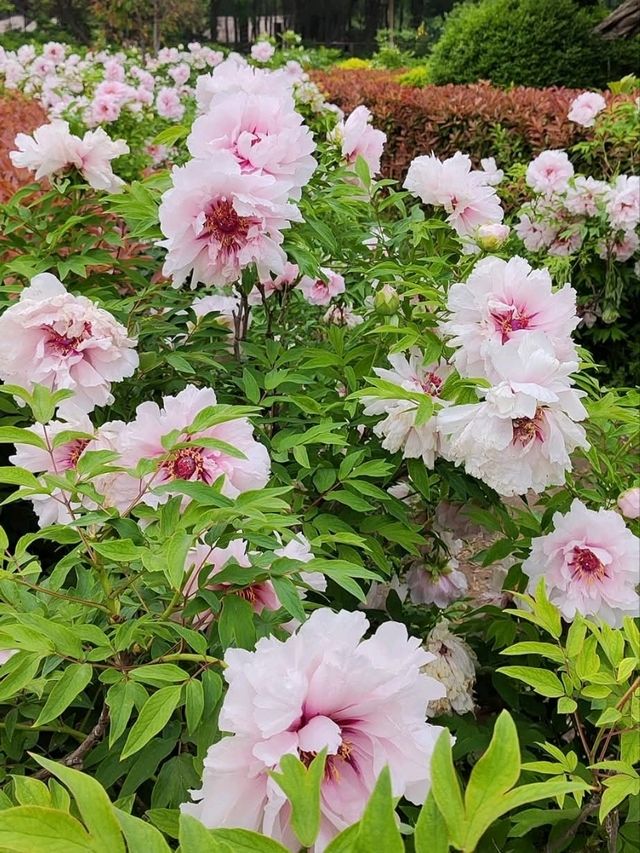 洛陽隋唐城遺址植物園賞牡丹