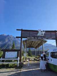 Moo-tiful Mornings in Kundasang: A Taste of New Zealand in Sabah