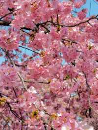 Wuhan in Bloom: A Dream Beneath the Petals