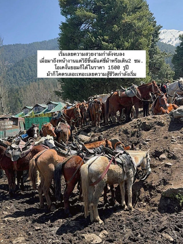 EP.2 ทริปแคชเมียร์ จะได้เป็นนักท่องเที่ยวกี่โมง🇮🇳