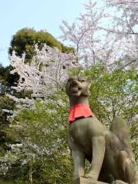 Secret Dawn: Chasing Cherry Blossoms at Fushimi Inari’s Hidden Paths