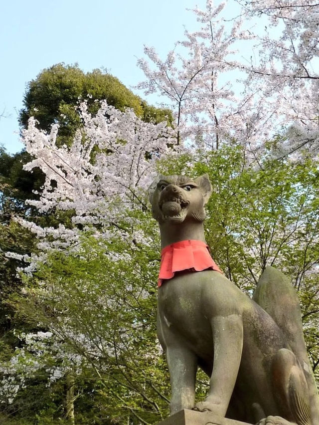 Secret Dawn: Chasing Cherry Blossoms at Fushimi Inari’s Hidden Paths