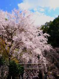 A Hidden Tunnel of Blossoms: Kyoto’s Secret Sakura Shrine