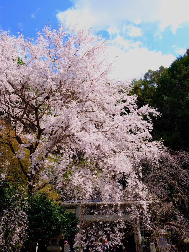 A Hidden Tunnel of Blossoms: Kyoto’s Secret Sakura Shrine