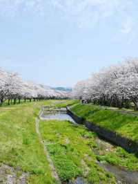 Hidden Cherry Blossom Spots in Fukuoka for a Quiet Escape 🌸✨