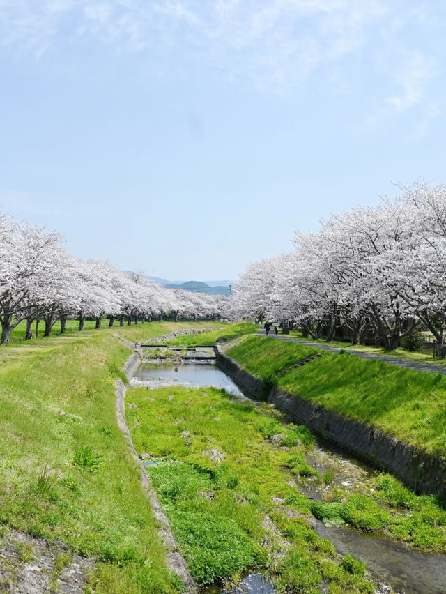 Hidden Cherry Blossom Spots in Fukuoka for a Quiet Escape 🌸✨