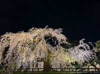 Petals and Palaces: The Magic of Hirosaki’s Cherry Blossoms