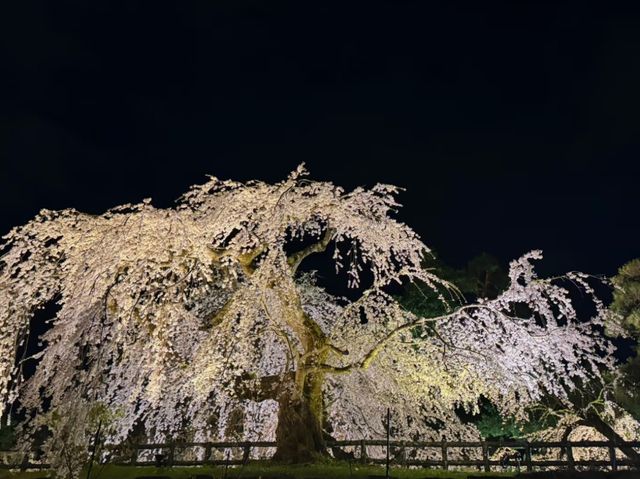 Petals and Palaces: The Magic of Hirosaki’s Cherry Blossoms